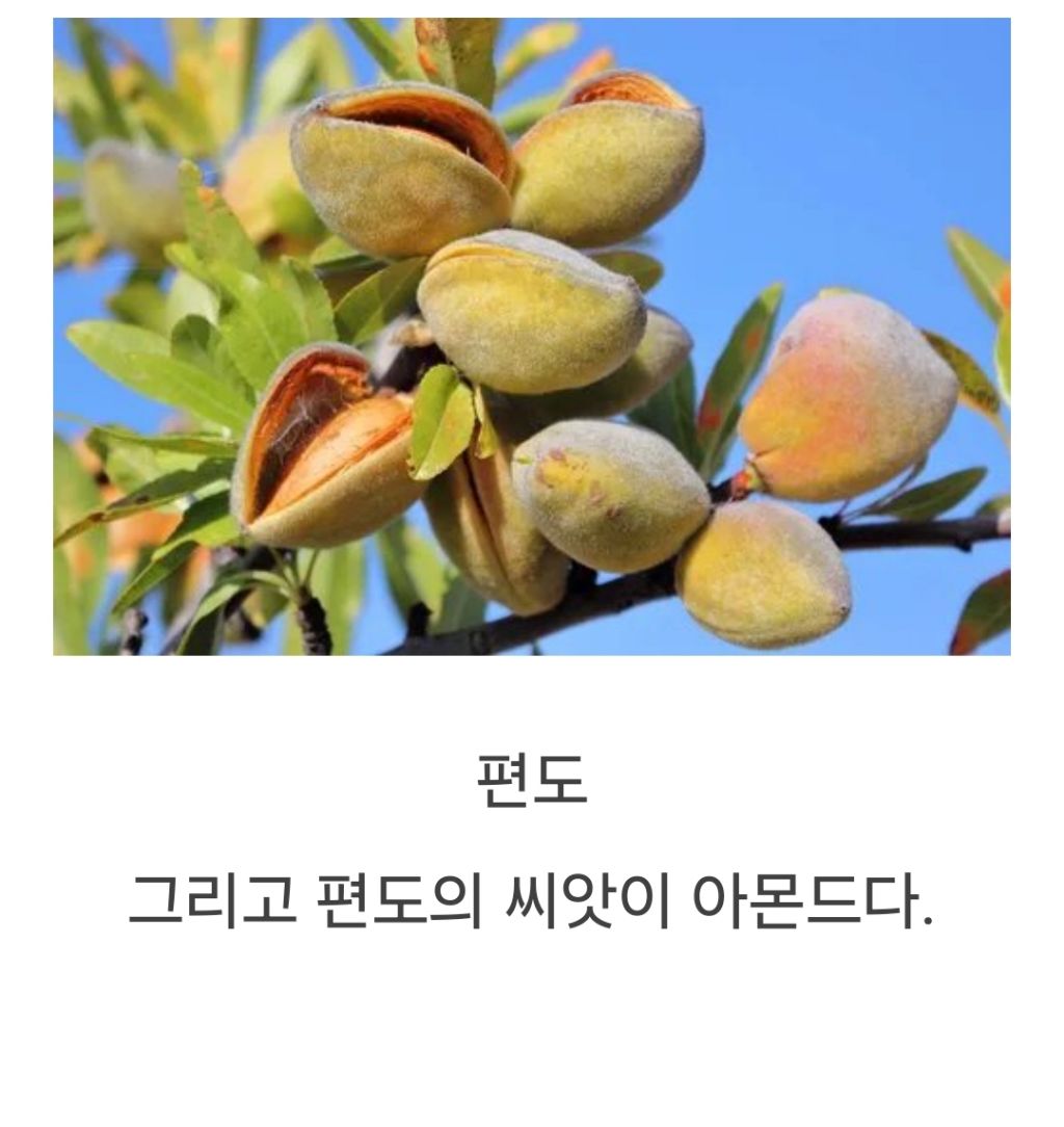 의외로 사람들이 모르는 복숭아 친척인 열매 | 인스티즈