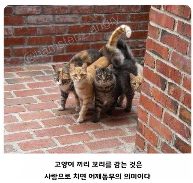 TMI 이미지