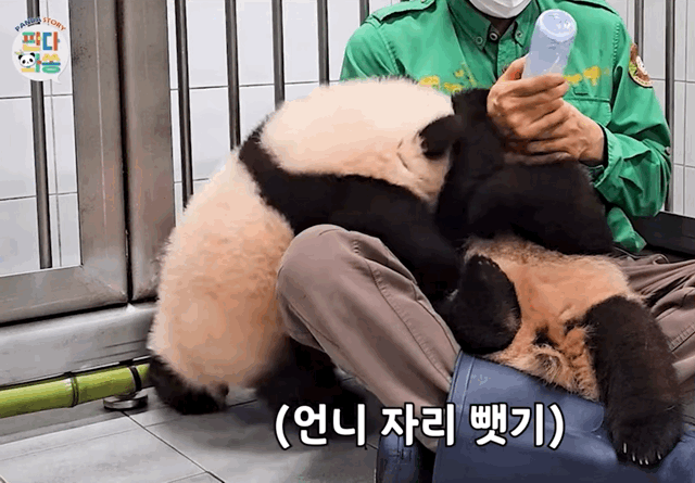 후이바오가 늘 우유가 부족한 이유 | 인스티즈