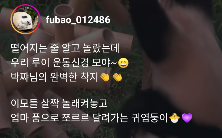 진짜 루이바오...한여름에 솜바지 입고 하얀 발톱 보이는 거 반칙이다 | 인스티즈