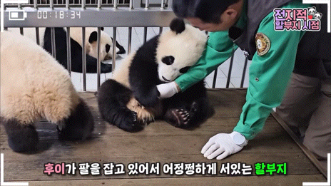 할부지 손 잡고 잠투정하는 후이바오와 안겨서 잠투정하는 루이바오 | 인스티즈
