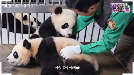 할부지 손 잡고 잠투정하는 후이바오와 안겨서 잠투정하는 루이바오 | 인스티즈