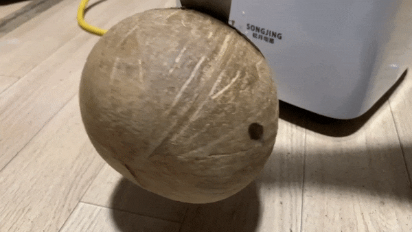 상세분석) 고릴라에게 개기면 안되는 이유 | 인스티즈