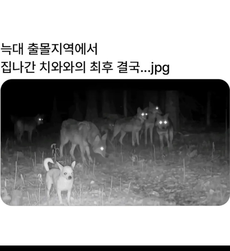 늑대 출몰지역에서 집나간 치와와의 최후 결국 | 인스티즈