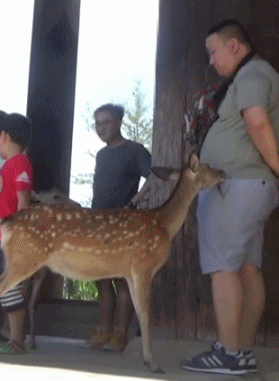 일본 나라공원에서 사슴을 공격하는 중국인 | 인스티즈