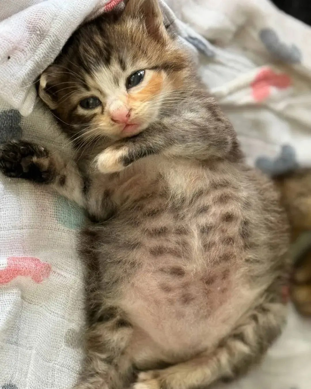 고양이가 외동으로 태어나면 | 인스티즈