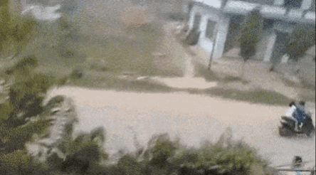 동물들 실제크기 체감 ㄷㄷ.gif | 인스티즈