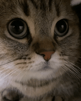 내 폰에 고양이 갇힘.gif | 인스티즈