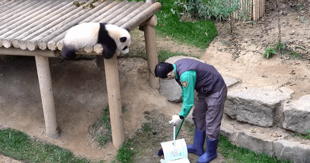 오늘자 루이후이바오 | 인스티즈