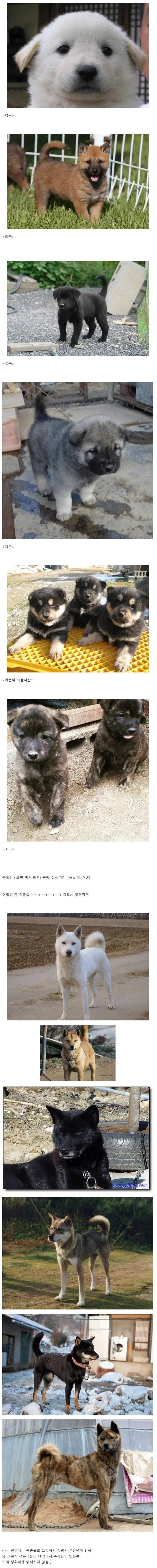 진돗개 품종별 새끼때 생김새 | 인스티즈