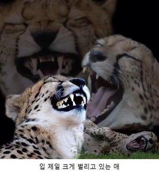 치타짤의 놀라운 비밀….나 쟤 처음봄 | 인스티즈