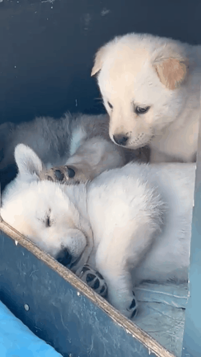 자다가 기지개 켜는 시고르자브종 | 인스티즈