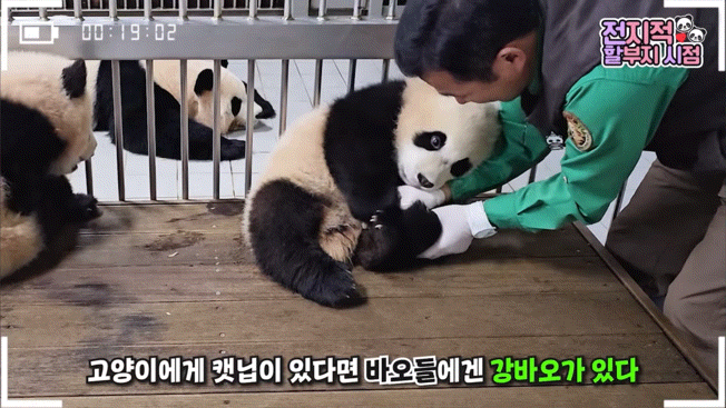 할부지 손 잡고 잠투정하는 후이바오와 안겨서 잠투정하는 루이바오 | 인스티즈