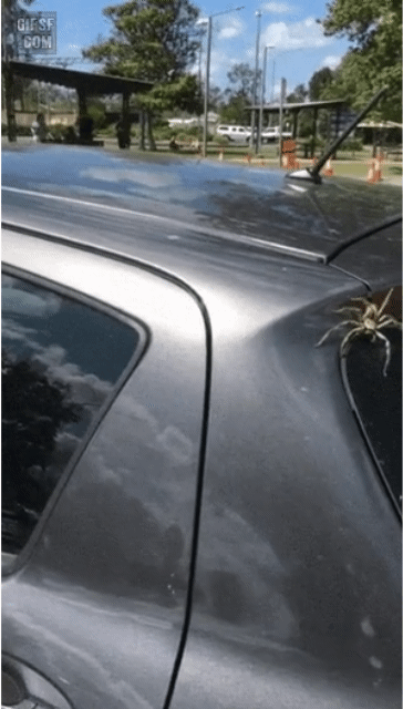 대참사를 막아준 새 | 인스티즈