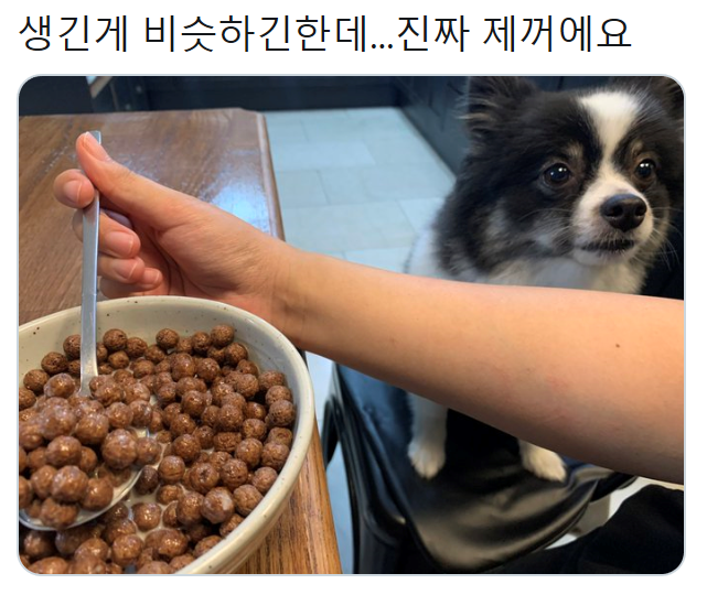 주인 의심하는 댕댕이.jpg | 인스티즈