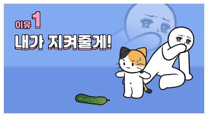 고양이가 집사에게 엉덩이를 들이미는 이유 5가지 | 인스티즈