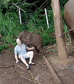 사람에게 무섭기만하다는 코끼리의 진실.gif | 인스티즈