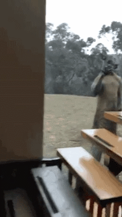 동물들 실제크기 체감 ㄷㄷ.gif | 인스티즈