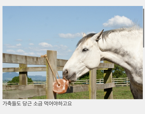 동물들이 소금 섭취하는 방법 | 인스티즈