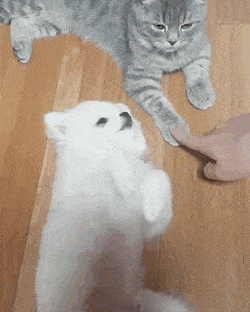 고양이 만지지 말고 자기만 만져달라는 댕댕이.gif | 인스티즈