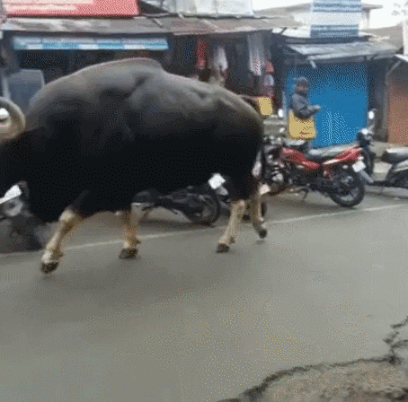 동물들 실제크기 체감 ㄷㄷ.gif | 인스티즈