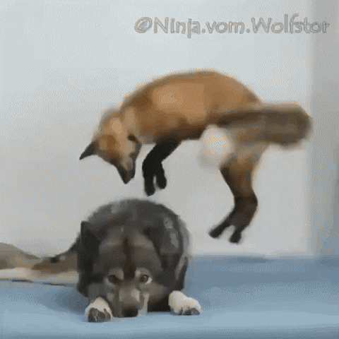 늑대 가지고 노는 여우.gif - 엽기사진실 - 이종격투기 늑대 가지고 노는 여우.gif