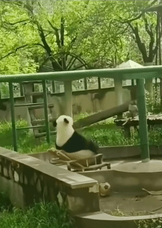  분노 표출하는 팬더 | 인스티즈