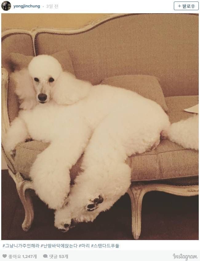 부잣집에서 자란 강아지들 | 인스티즈