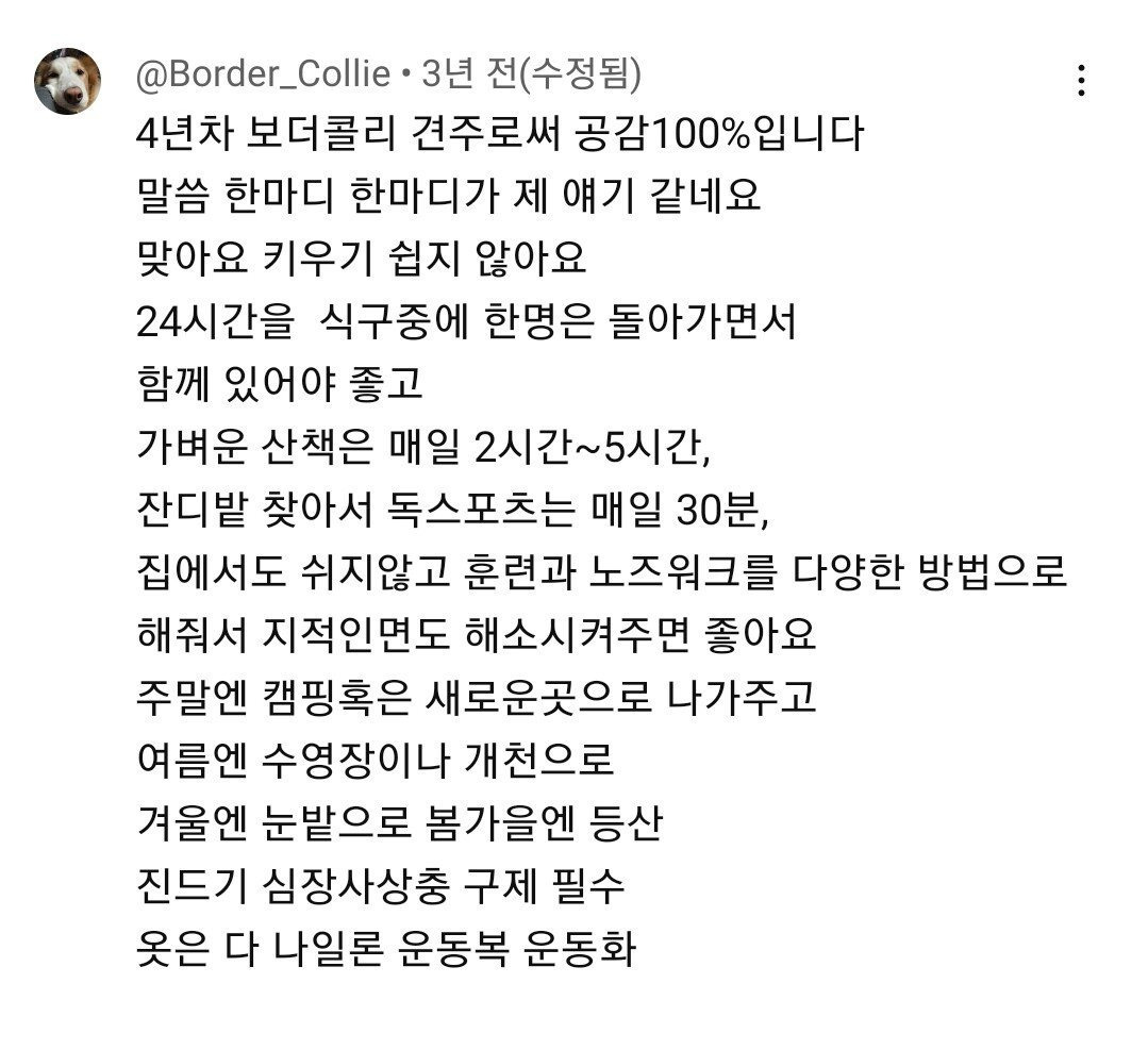보더 콜리를 평화롭게 키우기 위한 산책표 | 인스티즈