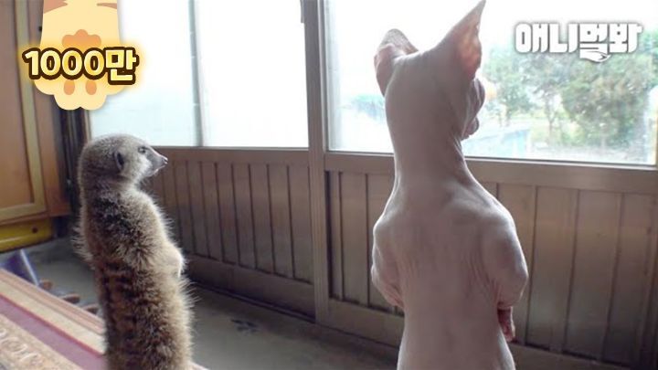 고양이 능력이자 습성 | 인스티즈