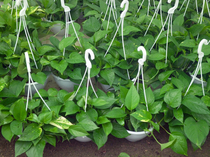 식물갤에서도 키우기 어려운 식물로 평가받는 것들 | 인스티즈