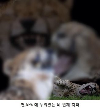 치타짤의 놀라운 비밀….나 쟤 처음봄 | 인스티즈