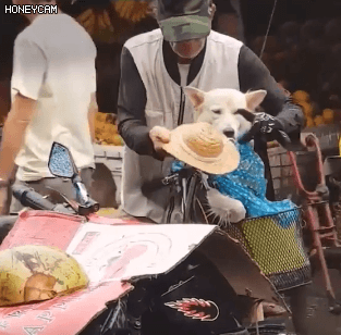 비 오는 날 장에 가신 할아버지와 댕댕이 | 인스티즈