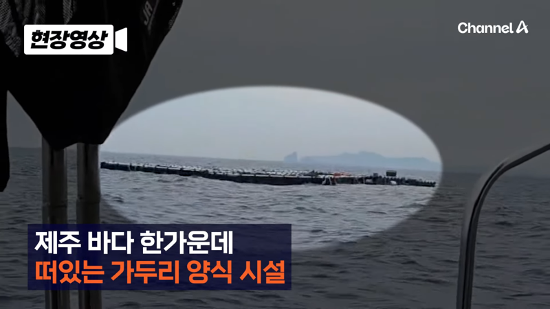 제주 바다 위에 2달간 묶여있던 진돗개 ㅜㅜ | 인스티즈