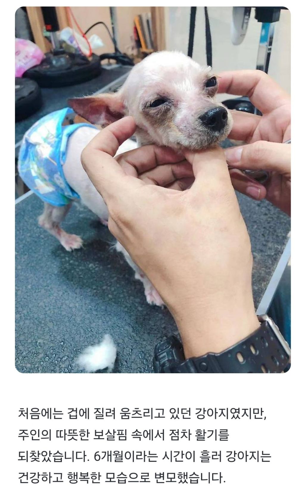 버려진 강아지를 사랑으로 돌보면 벌어지는 기적! | 인스티즈