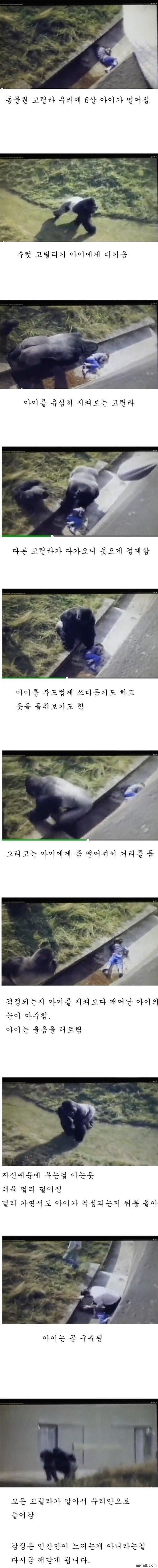 고릴라 우리에 떨어진 아이 | 인스티즈