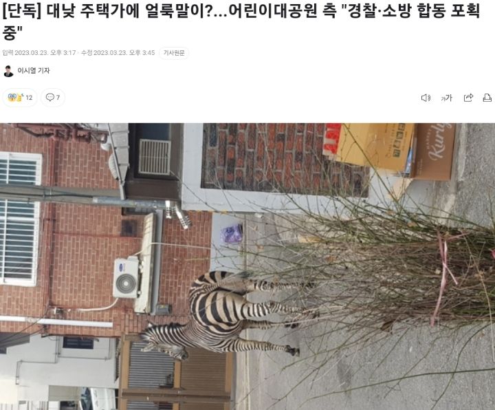 실시간 대로를 돌아다니는 얼룩말.gif | 인스티즈