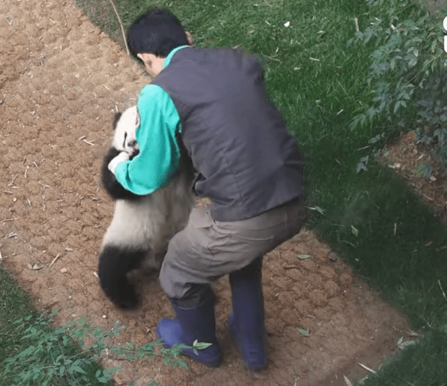 할부지들이 후이바오랑 놀아주는 법 | 인스티즈
