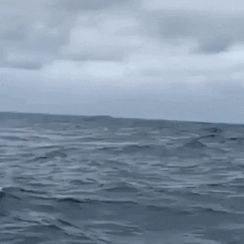 동물들 실제크기 체감 ㄷㄷ.gif | 인스티즈