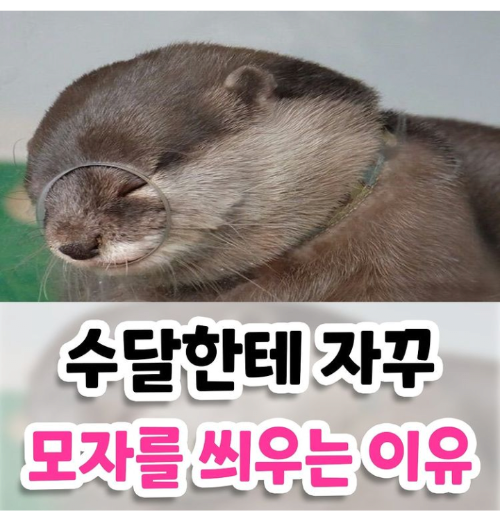 수달에게 모자를 씌우는 이유.JPG | 인스티즈