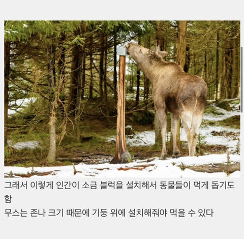 동물들이 소금 섭취하는 방법 | 인스티즈