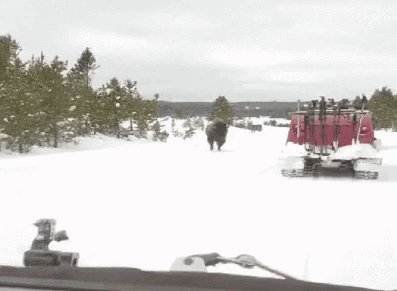 동물들 실제크기 체감 ㄷㄷ.gif | 인스티즈