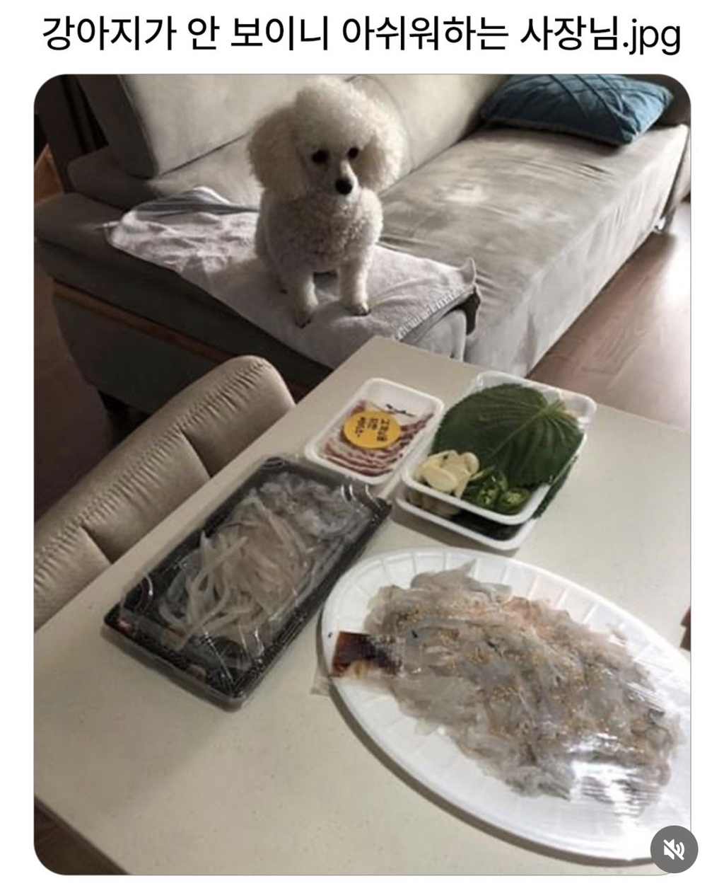 늘 보이던 강아지가 안 보이니 아쉬워하는 사장님.jpg | 인스티즈