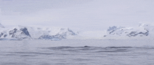 펭귄 다큐가 인기있는 이유 | 인스티즈