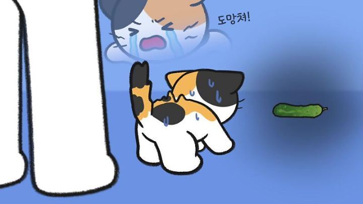 고양이가 집사에게 엉덩이를 들이미는 이유 5가지 | 인스티즈