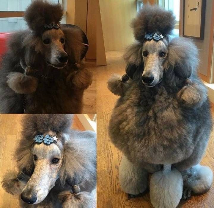 부잣집에서 자란 강아지들 | 인스티즈