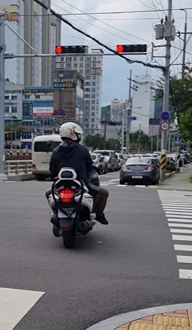 폭탄돼지 이미지