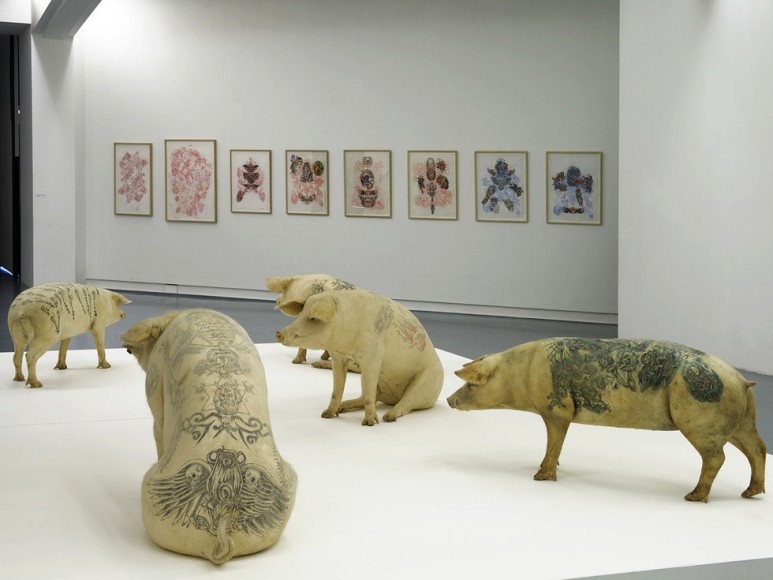 돼지 몸에 문신을 하는 예술가 | 인스티즈
