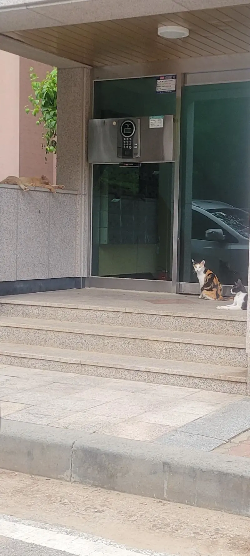 "캣맘 때문에 우리 아파트 현관이 이렇게 됐어요… 돌아버리겠습니다" | 인스티즈