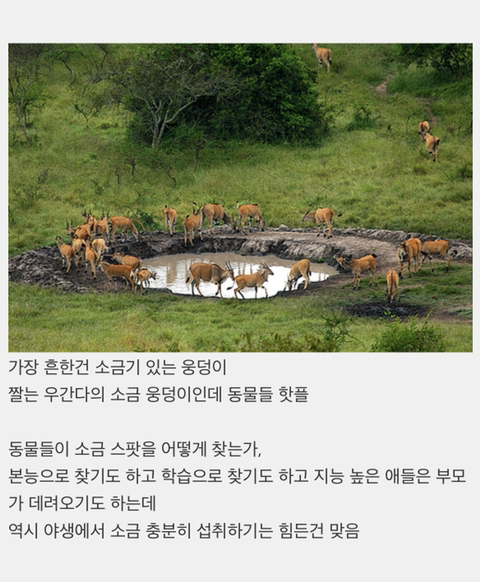 동물들이 소금 섭취하는 방법 | 인스티즈